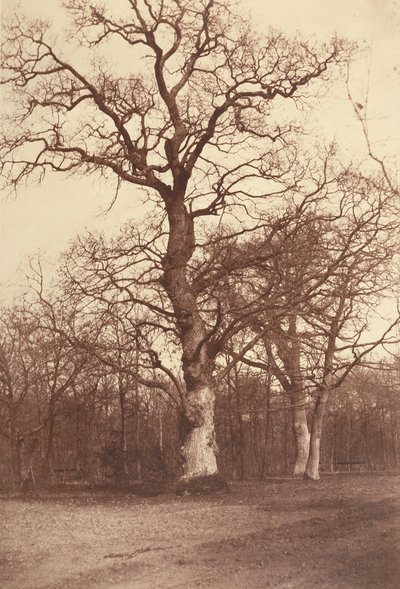 Study of Trees, Bois de Boulogne by Comte Olympe Aguado